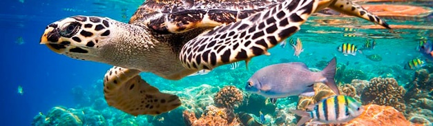 Detalle del destino REPUBLICA DOMINICANA