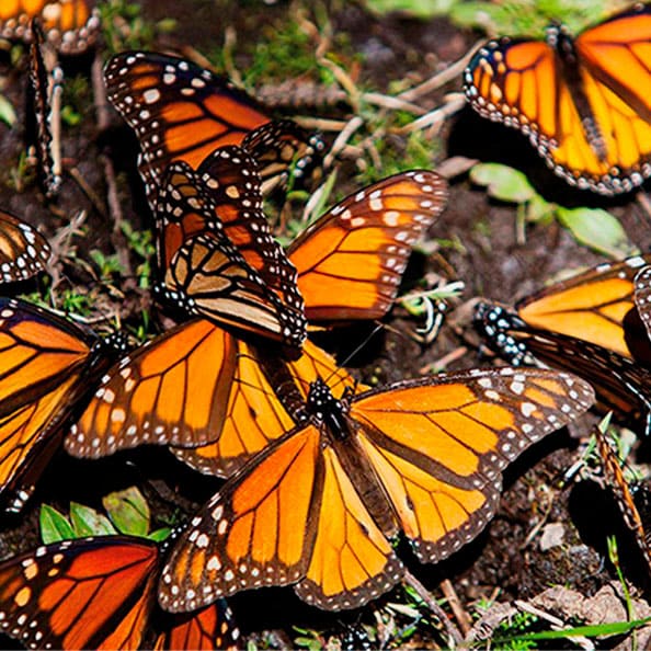 Mariposa Monarca con Valle de Bravo